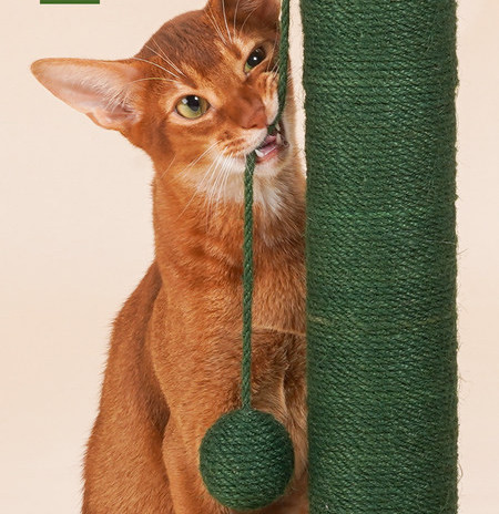 Scratcher kassidele - neli mudelit