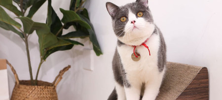 Τουαλέτα και  ξύστρα για  γάτας από κυματοειδές χαρτί