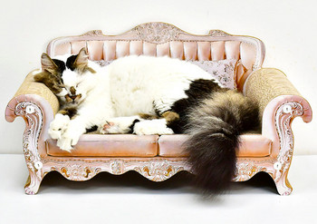 Συνδυασμένο ξύστρα γάτας και κρεβάτι