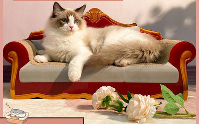 Ξύστρα σε σχήμα καναπέ για γάτες