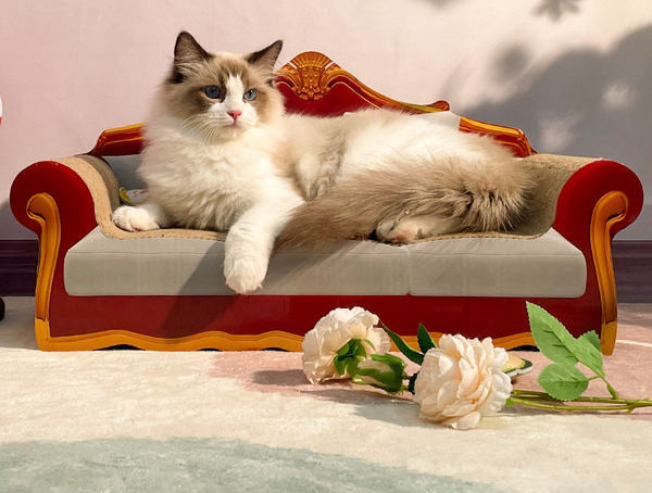 Ξύστρα σε σχήμα καναπέ για γάτες