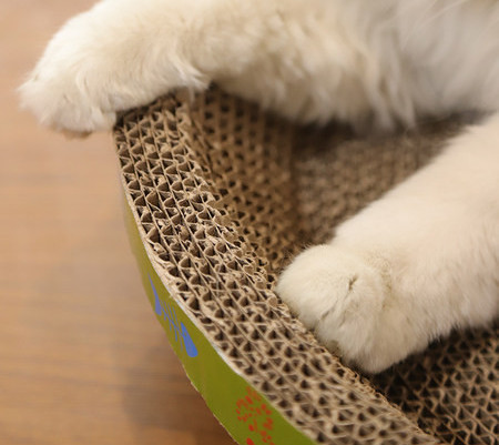 Scarlet pentru pisici - doua modele