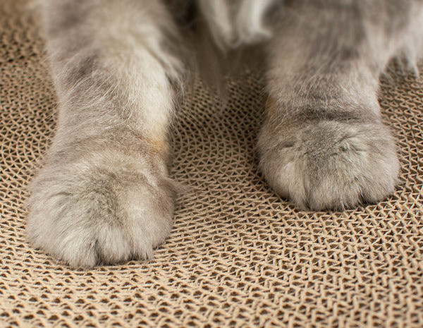 Lainepaberist ümmargune kriimustus kassidele