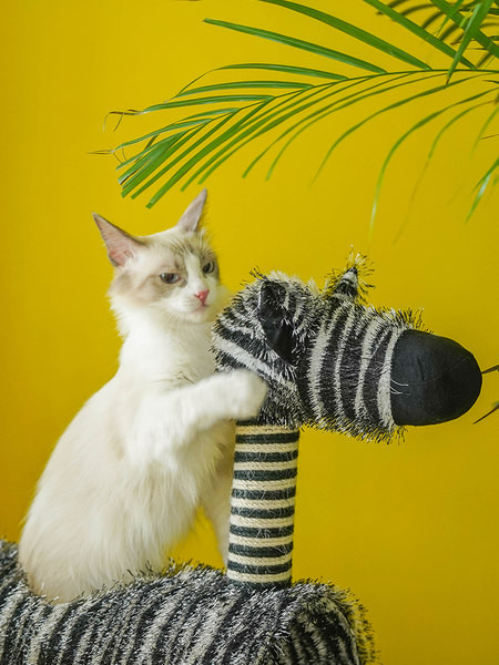 Pisică cățărând zebră cu un mâzgălitor