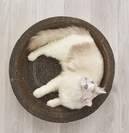 Scarlet pentru pisici - mai multe modele