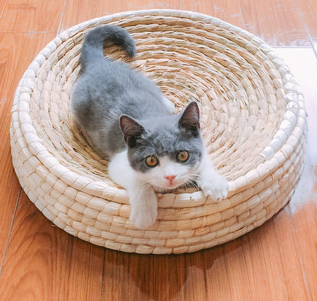 Grebalica za mačke okruglog oblika