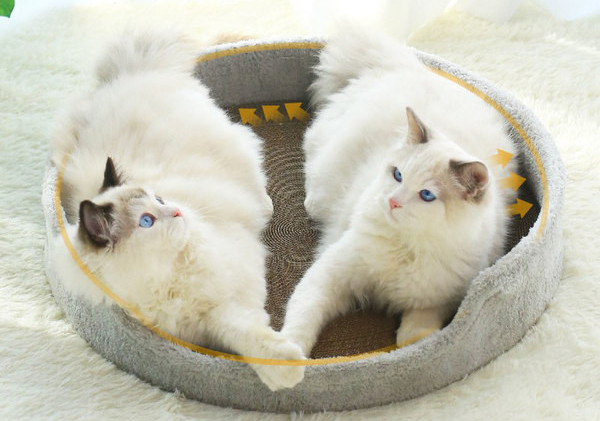 Kaķu skrāpējamās gultas tips pelēkā krāsā