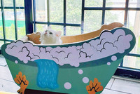 Grebalica za mačke u dvije boje