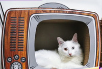 Grebalica za mačke u obliku televizora