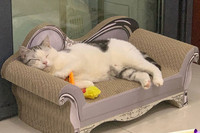 Pat zgarietor pentru pisici