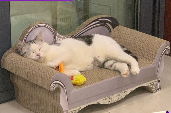 Pat zgarietor pentru pisici