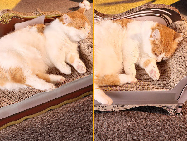 Pat zgarietor pentru pisici