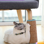 Σκαρίφημα γάτας με μενταγιόν - τρία χρώματα