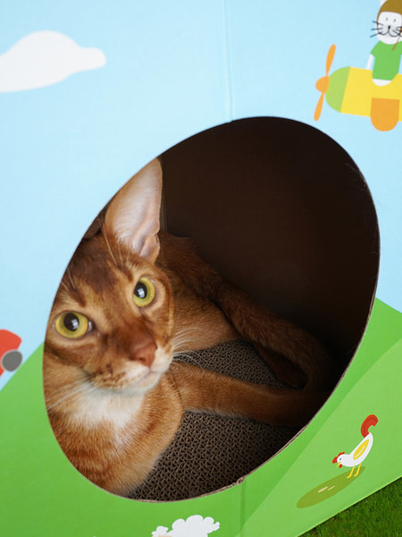 Zgarietor in forma de casa pentru pisici