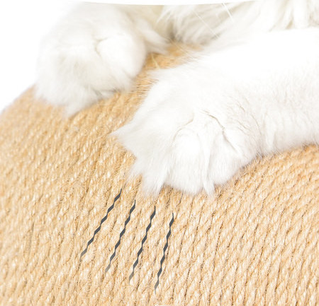 Kassikraabits - mitu mudelit