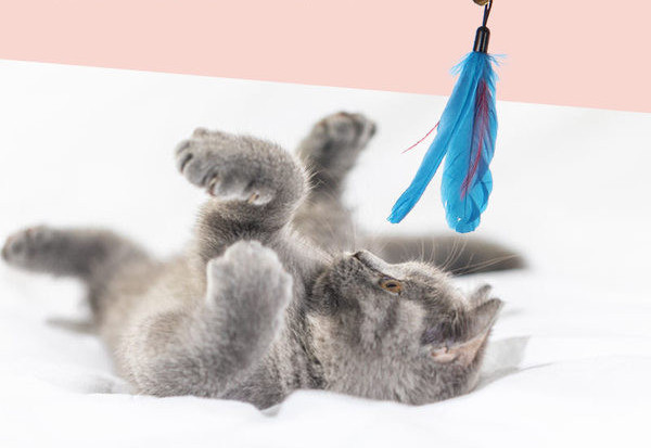 Īru makšķere - vairāki modeļi