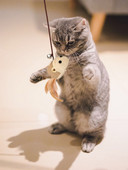 Undiță de pescuit tip jucărie distractivă pentru pisici