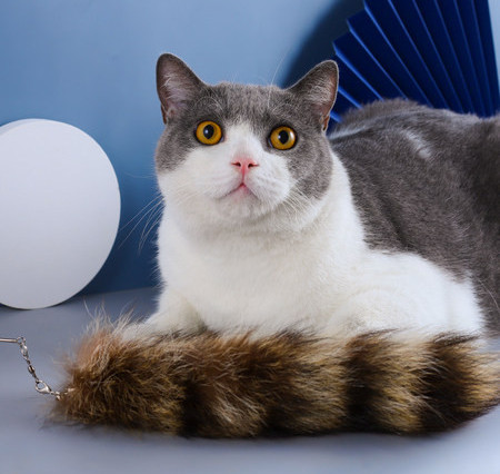 Καλάμι  γάτας - πολλά μοντέλα