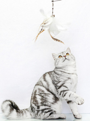 Παιχνίδι για γάτες με μενταγιόν - πολλά μοντέλα