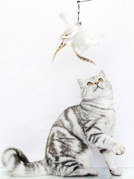 Jucărie pentru pisici cu pandantiv - mai multe modele