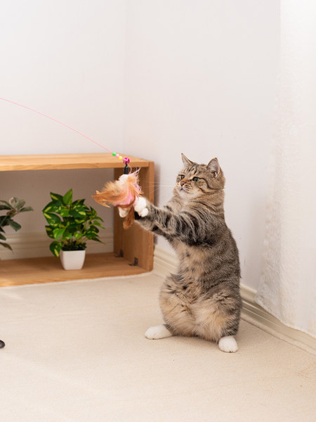 Mačka igračka štap za pecanje - nekoliko modela