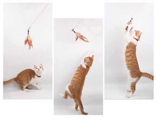 Παιχνίδι γάτας με μενταγιόν