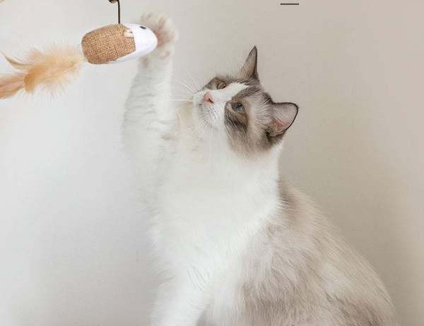 Set de undițe - pentru o pisică