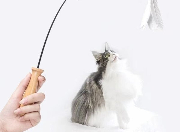 Παιχνίδι γάτας με φτερό