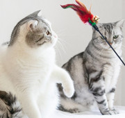 Kassi mänguasja suled kellukesega