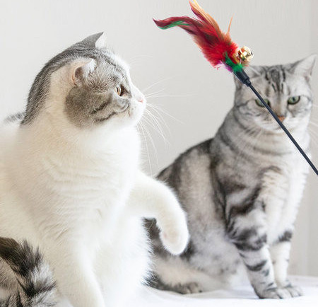 Kassi mänguasja suled kellukesega