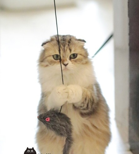 jucărie distractivă pentru pisici tip undiță - mai multe modele