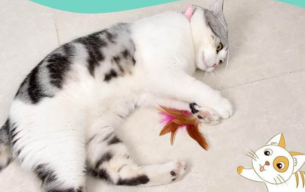 Žaislas katėms su pavadėliu ir plunksna