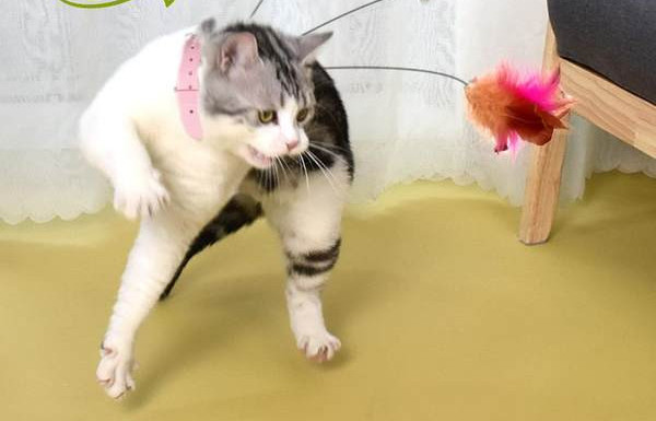 Žaislas katėms su pavadėliu ir plunksna