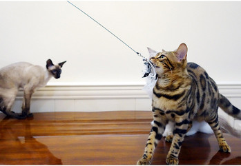 Καλάμι για παιχνίδι γάτας με διαφορετικά μενταγιόν
