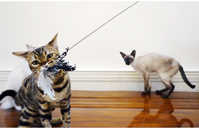 Καλάμι για παιχνίδι γάτας με διαφορετικά μενταγιόν