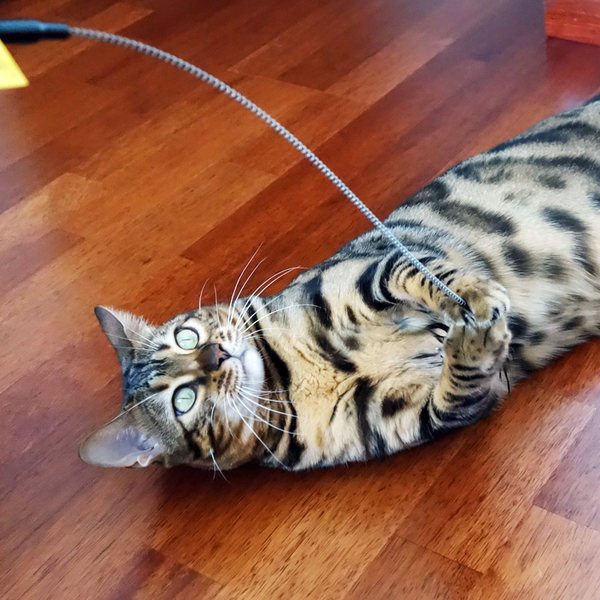 Tijă de pisică de primăvară cu pene