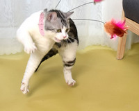 Tija pisica cu pene mai multe modele