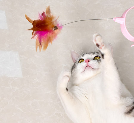 Tija pisica cu pene mai multe modele