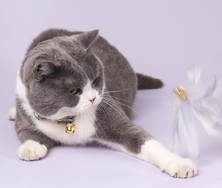 Παιχνίδι κατάλληλο για γάτες με φτερά