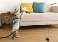 Παιχνίδι γάτας με φτερά