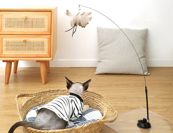 Παιχνίδι γάτας με φτερά