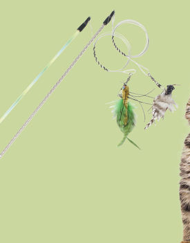 Diferite modele de undiță tip jucărie pentru pisici