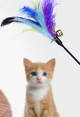 Παιχνίδι μπαστούνι με μενταγιόν χρωματιστά φτερά για γάτες
