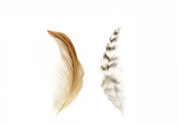 Šipka za mačke s perjem