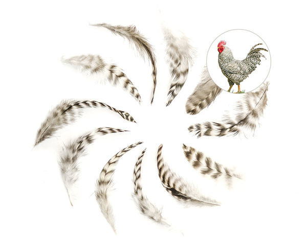 Šipka za mačke s perjem