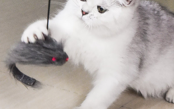 Παιχνίδι γάτας με μενταγιόν