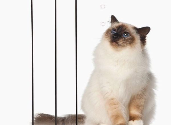 Jucărie pentru pisici cu pene colorate