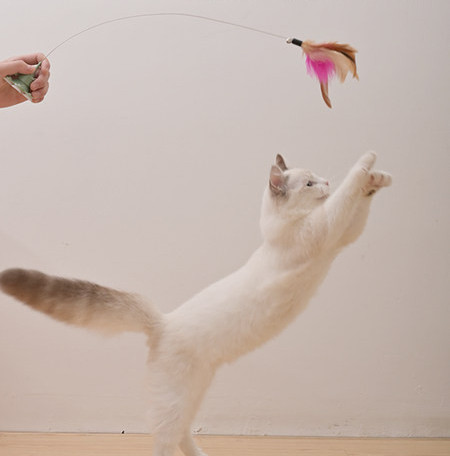 Παιχνίδι γάτας με φτερά και βάση στήριξης