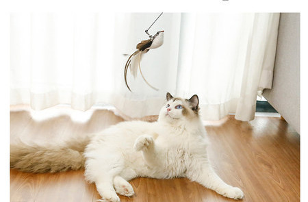 Γάτα παιχνίδι-καλάμι ψαρέματος με μενταγιόν
