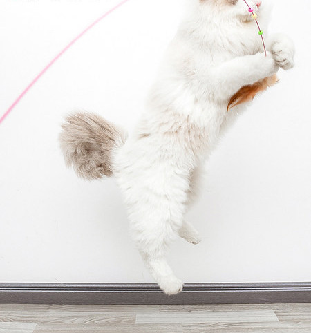 Παιχνίδι γάτας με φτερά - διαφορετικά χρώματα